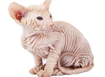 Cat-Peterbald-A_hairless_Peterbald_cat_with_wrinkly_skin.jpg